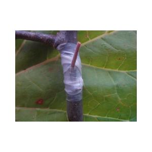 nastro-per-innesti-pe30-30mm-x-55mt (3)