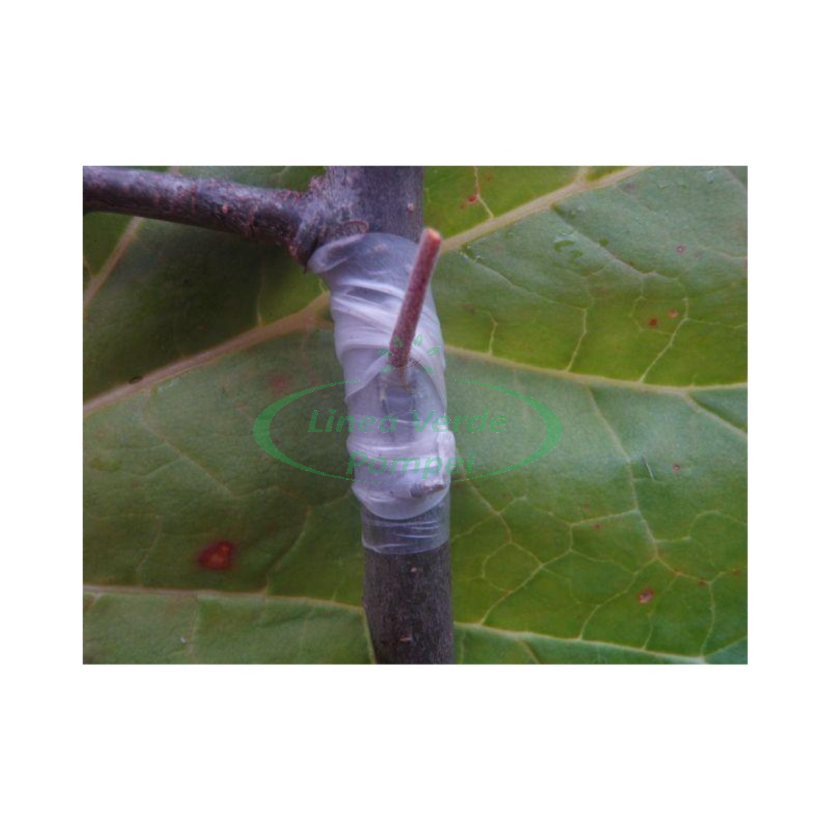 nastro-per-innesti-pe30-30mm-x-55mt (3)