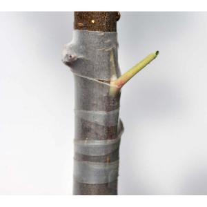 nastro-per-innesti-pe30-30mm-x-55mt (2)