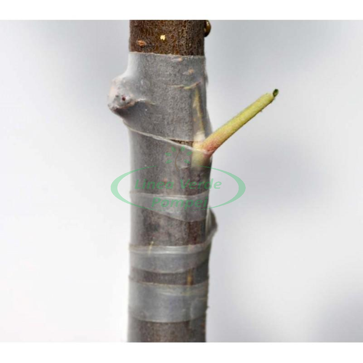 nastro-per-innesti-pe30-30mm-x-55mt (2)