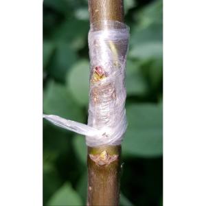 nastro-per-innesti-pe30-30mm-x-55mt (1)